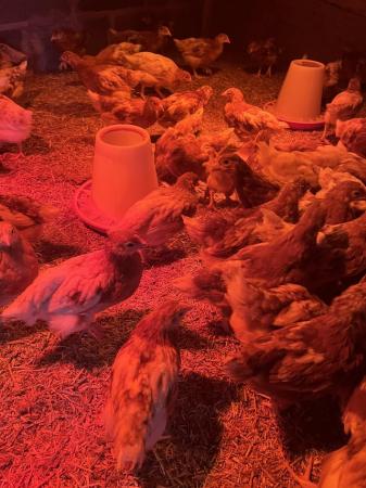 Image 1 of Warren Hyline Chicks Guaranteed Hens