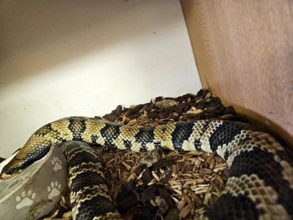 Image 2 of False Water Cobra Snake - CB22 50% Het Hypo & Lavender