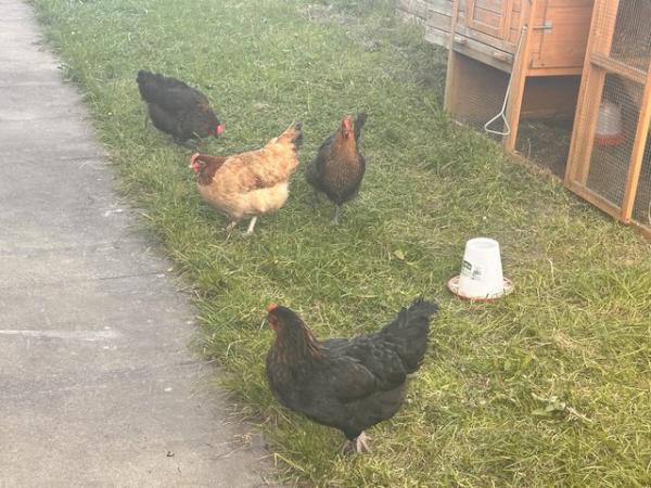 Image 2 of Large chicken coop with extended Run+ 4 Hens 21 week old