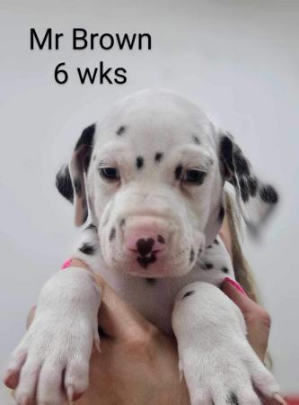 Image 13 of Dalmatian puppies, liver and white, full hearing, kc Reg