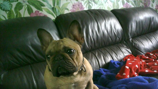 Image 1 of french bulldog female for sale