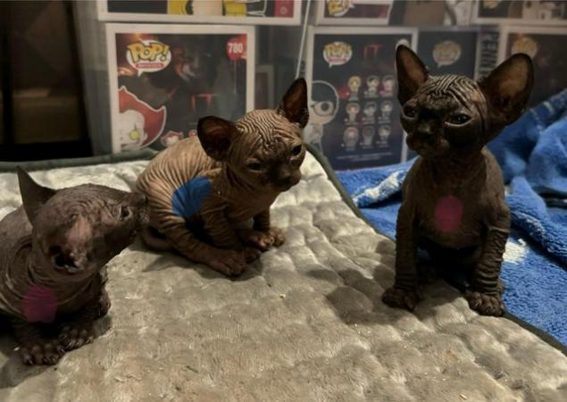 Image 9 of 5 Sphynx kittens for sale, 2 boys, 1 girl left £600 each