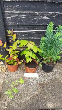 Image 3 of Plants x 3 for sale £3 each