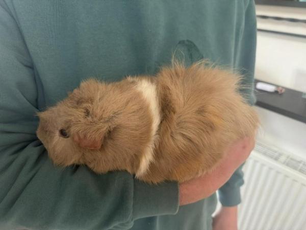 Image 7 of 3 x Female Guinea Pigs with Hutch and Run.