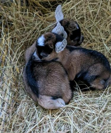 Image 3 of Disbudded Pygmy goat kids - ready late June