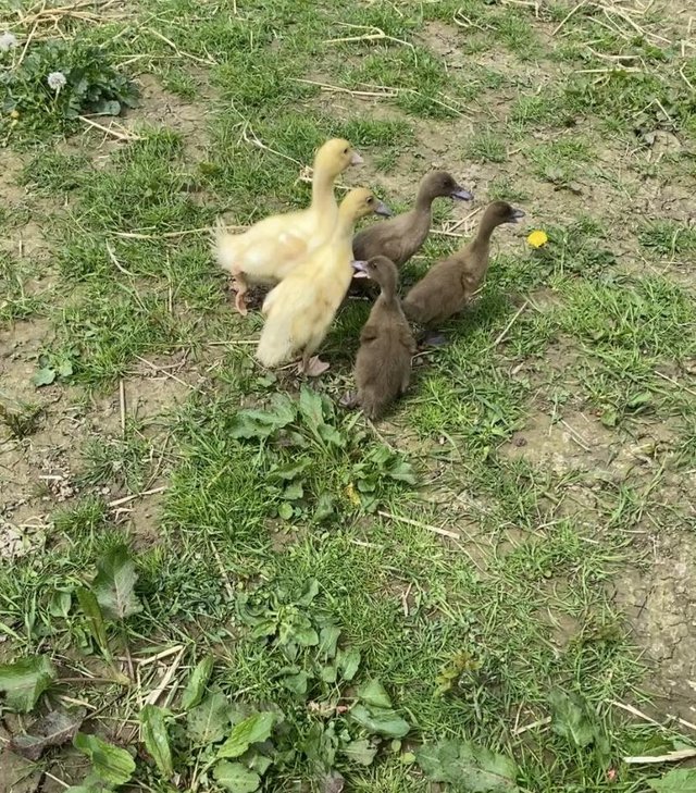 Preview of the first image of 3 kharki Campbell ducklings.