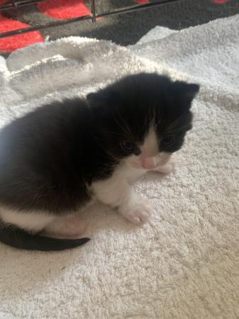 Image 11 of 2 week old kittens looking to find there forever home