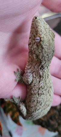 Image 3 of Leachianus gecko female CB Nov 23 Moro x Pine island