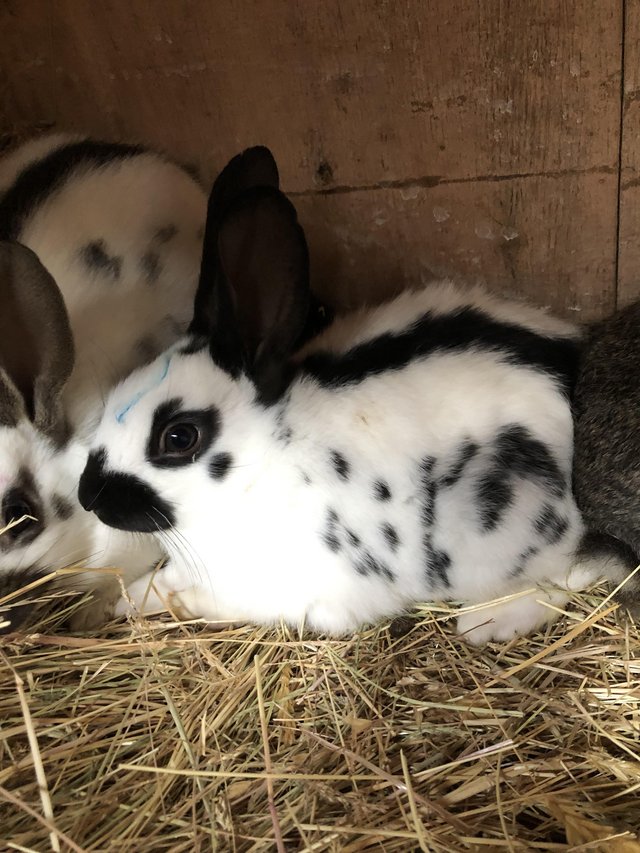 English spot baby rabbits for sale — photo 4 of 4