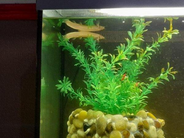 Image 4 of Fishtank/stand comes with 1 golden loach and accessories