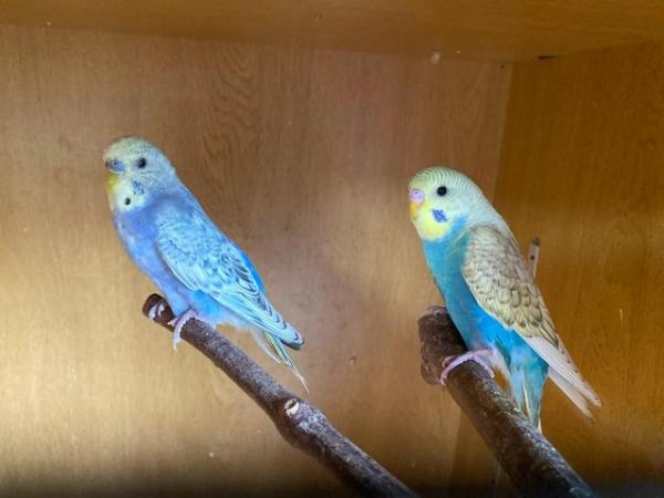 Image 7 of Quality baby budgies, this years stock ready for sale