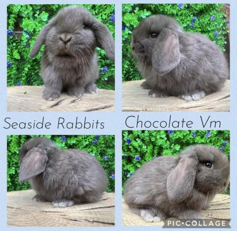 Image 9 of Stunning mini lops available to reserve