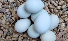 Image 2 of cream legbar chickens - blue egg laying chickens - crested