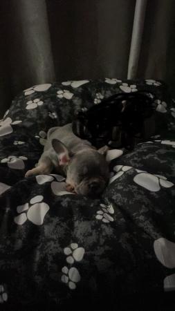 Image 2 of French bulldog puppies boy and girl