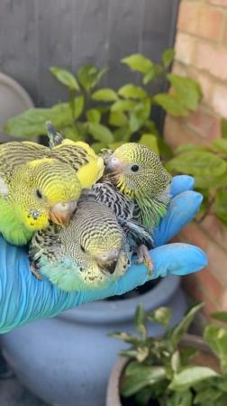 Image 3 of Various hand reared 6 baby budgies for reservation