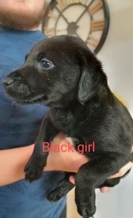 Image 2 of Ready to leave now - smooth haired lurcher puppies