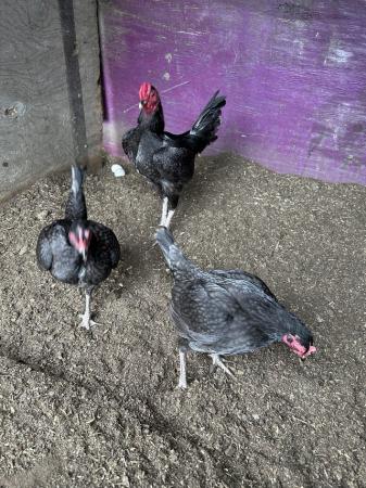 Image 1 of Old English game bantams for sale