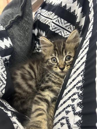 Image 6 of Gorgeous male kitten for sale