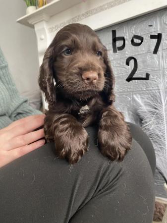 Image 23 of Cocker spaniel show type KC registered. READY