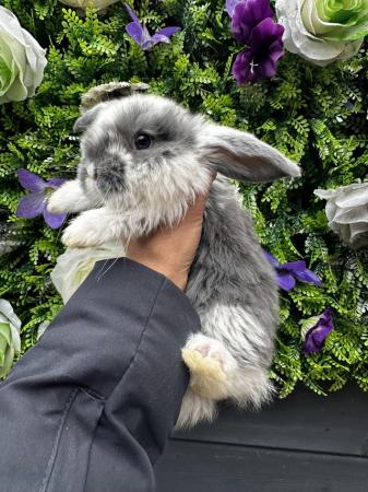 Image 5 of Pure Breed French Lop Rabbbts