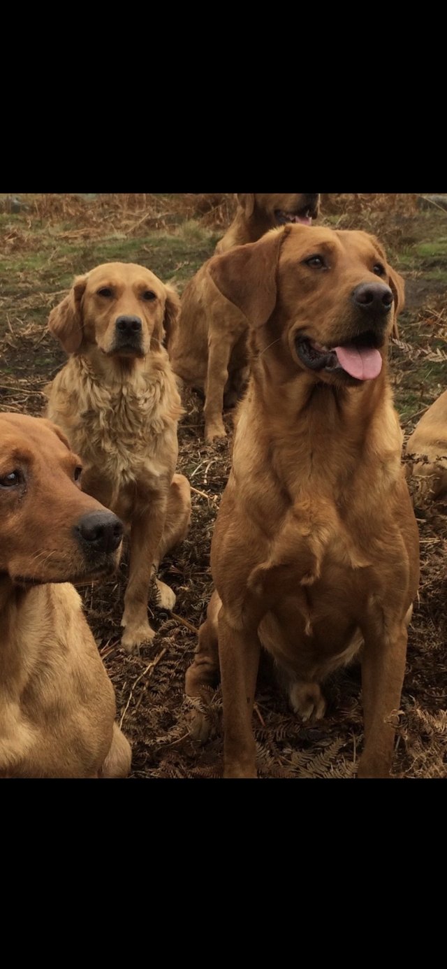 Preview of the first image of Beautiful Fox red Labrador retrievers.