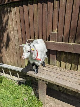 Image 1 of Beautiful friendly pygmy nanny goat for sale