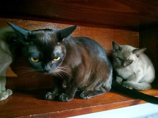 Image 10 of Exceptional Burmese kittens