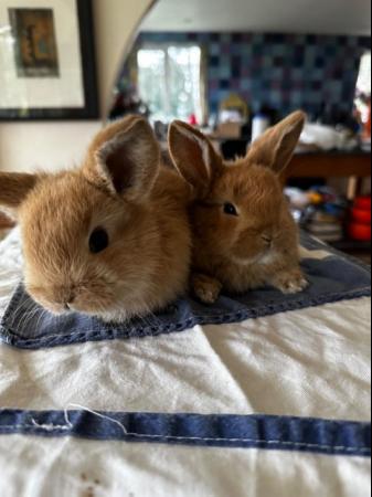 Image 10 of Mini Lop eared baby bunnies the friendliest of all bunnies