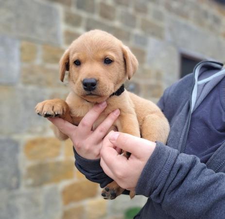 Image 3 of Labrador puppies home bred farm reared