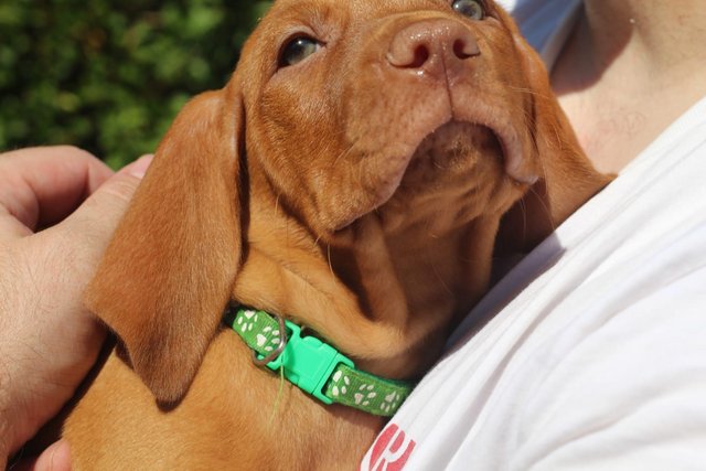 Image 9 of *READY TO LEAVE* KC Registered Hungarian Vizsla Puppies