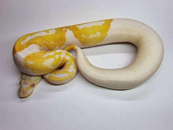 Image 4 of Albino pied royal / ball python female