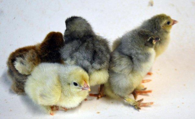 Image 3 of Large Brahma Chicks UNSEXED on heat