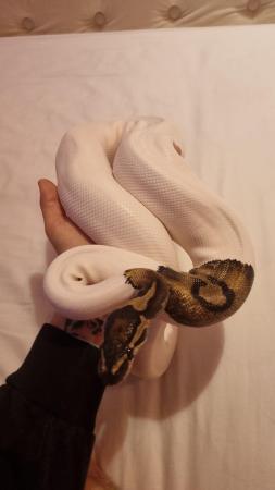 Image 2 of 5 years old pied ball python