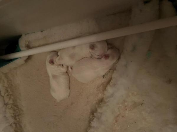 Image 4 of 3 Beautiful Maltese Puppies for sale
