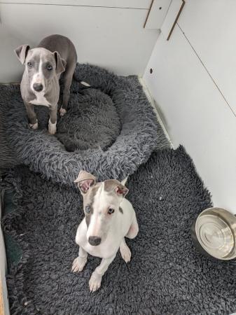 Image 6 of KC registered whippet puppies 2boys left ready to leave