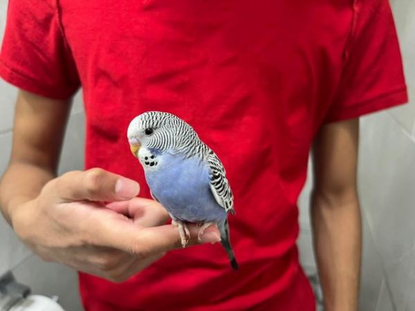 Image 7 of Super hand Tamed Baby Budgies for sale