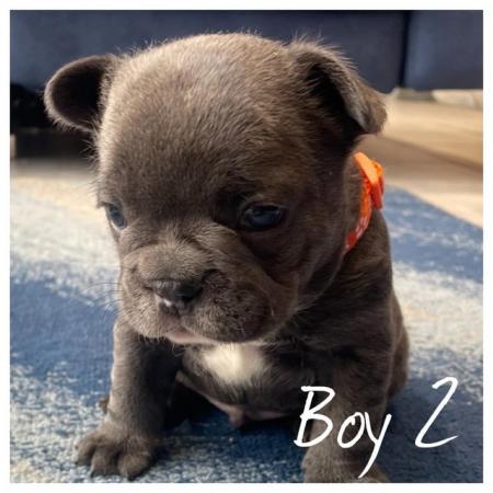 Image 8 of ***ALL SOLD*** - Stunning blue French bulldogs KC registered