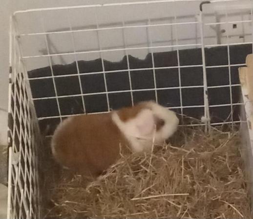 Image 2 of 3 month old pure bred teddy guinea pig