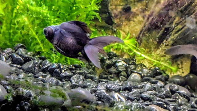 Image 3 of Black moor baby fish 2 1/2” long