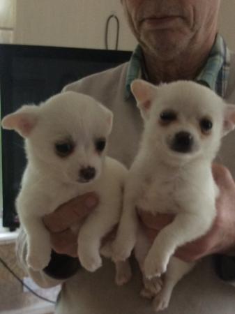 Image 8 of Pomchi puppies for sale 1 boy
