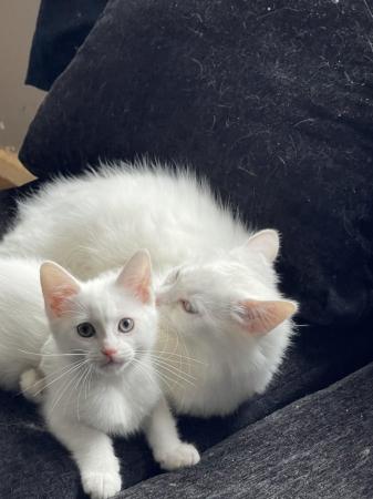 Image 2 of 10 week PURE white male kitten
