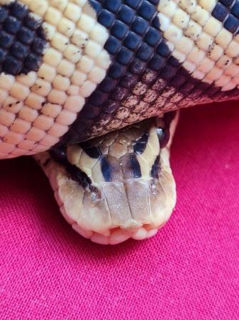 Image 5 of Female pastel phantom or mojave royal python