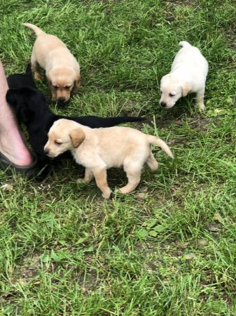 Image 6 of Labrador Retriever puppies for sale micro chipped