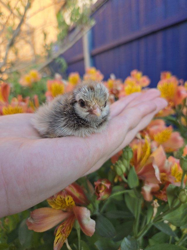 Day old pekin bantam chicks and 1 polish bantam
