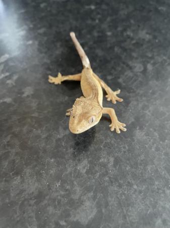 Image 5 of Crested gecko hatchlings and juvenile for sale, available