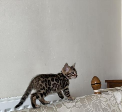 Image 19 of TICA registered bengal kittens for sale!??
