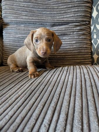 Image 1 of miniature dachshund puppies for sale