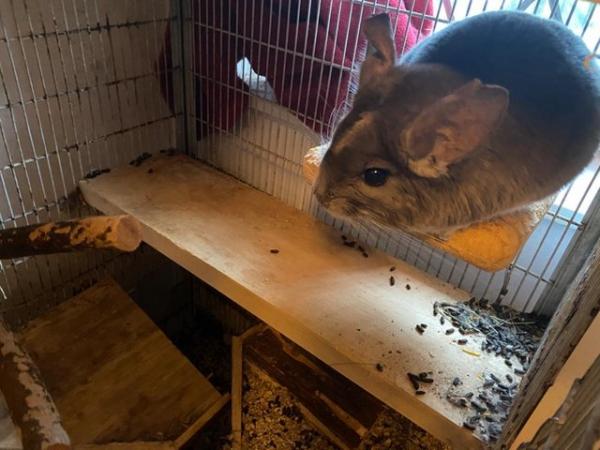 Image 5 of 2 male 8 yr old chinchillas plus 5ft 8 inch tall cage