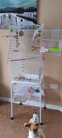 Image 7 of I have 2 Budgies for sale