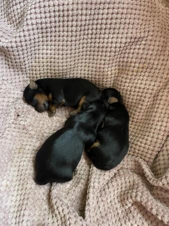 Image 3 of five weeks old Minature Yorkshire terriers